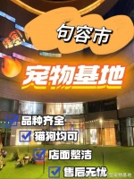 句容哪里正规犬舍猫舍基地?包你安心能当面挑选自己心仪的宠物