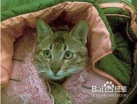 冬天怎么照顾宠物猫呢