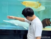 明知是“生态炸弹”，为何有人偏要豪掷千金养鳄雀鳝？