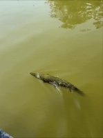 云南玉龙湖出现“鳄雀鳝”！2年多没抓到，钓鱼佬30分钟将其钓获