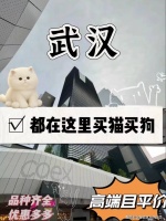 武汉买英短蓝猫哪里有实体店？武汉这里是优质选英短蓝猫地，宠物界的天堂！