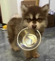 狗狗肠胃差吃什么烘焙狗粮？护肠狗粮测评，肠胃弱狗狗放心选