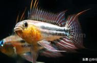 宠物鱼健康指南：肠炎预防妙招分享
