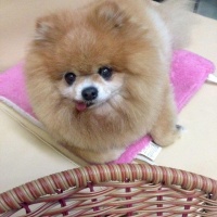 比熊生多少胎 比熊一般生几胎