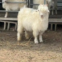 为什么羊没能成为人类的宠物？羊很无情的，在发情期时，你养了5年的羊可能会把你用角顶死。说句扎心的话：人类花了8500年把羊驯服得服服帖帖，却愣是没能给它们发一张"宠物资格证"。这事儿得从一万年前掰扯起。新石器时代的老祖宗在土耳其的山洞里第一次给野羊套上绳子那会儿，这段关系的性质就定死了...