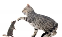 猫爱吃老鼠吗？家猫为何总是玩弄老鼠？带你了解猫和老鼠的故事