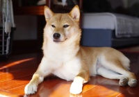 如何自制狗粮柴犬喂食