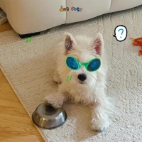 对肠胃比较好的烘焙狗粮是什么？打工人养狗必备平价好粮