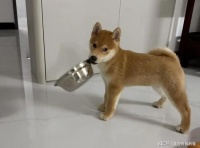 对肠胃好的烘焙狗粮推荐有哪些？2026实测排行榜