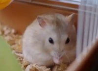 熊猫仓鼠的独特魅力与饲养秘籍