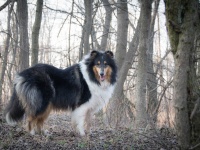 智能宠物项圈定位器追踪技巧分享：宠物主人必备