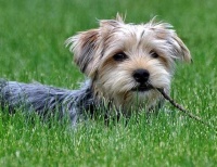 国际宠物托运需要什么证件和手续材料