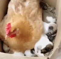 刚出生的狗狗就是叫怎么回事？怎样判断小狗的健康状况？