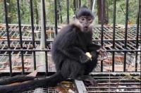 【神奇动物在中国】黑叶猴：摇滚范儿十足