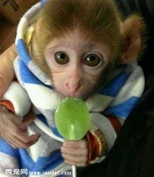 袖珍宠物石猴多少钱一只，正宗袖珍石猴在哪里有卖