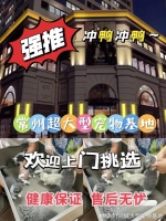 常州买宠物猫狗最好去哪里买？实地探访这确保安全选购您的爱宠