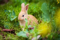 宠物狗不吃狗粮(宠物狗不吃狗粮吃肉可以吗)