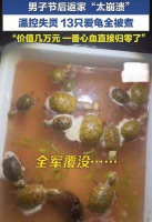 男子节后返家价值几万乌龟全被煮,饲养风险谁来买单?