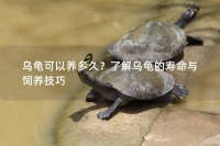 乌龟可以养多久？了解乌龟的寿命与饲养技巧