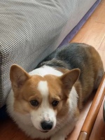 守护老年犬晚年舒适！老年犬关节炎的疼痛管理与运动建议