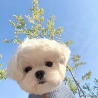 这些养狗误区常中招？宠物功能性配餐有妙用