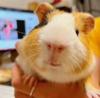 过年如何照顾仓鼠？