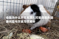 仓鼠为什么不吃东西？可能隐藏的健康问题与饮食习惯解析