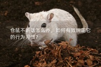 仓鼠不听话怎么办，如何有效纠正它的行为习惯？