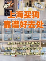 上海买金毛犬哪里比较实惠？上海这里买金毛犬基地直销更实惠