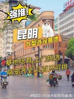 昆明哪个猫狗舍比较有名口碑比较好?这买宠物放心能去实体店挑选