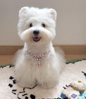 2026年马尔济斯/约克夏/西高地/可卡布/马尔泰/伯恩山宠物狗推荐：上海宠颜宠物猫狗售卖