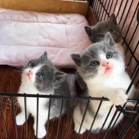 如何挑选一只健康可爱的纯种英短蓝白猫幼猫？ —— 宠物界2026年度潮流趋势解读(简述如何挑选健雏)