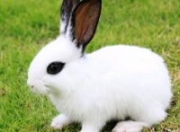 迷你兔图片