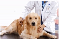 俊宝俏SPA思芭汪旺宠物招商加盟