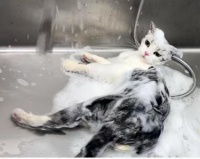 宠物洗护别大意，专业人士给出实操建议