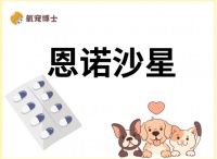 兽用恩诺沙星主要治疗什么病？