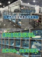 合肥哪里正规犬舍猫舍基地?包你安心能当面挑选自己心仪的宠物