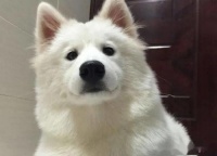 宠物狗常见病怎么治