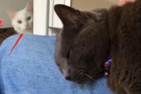 豹纹猫瞬间炸毛！只因为看到主人新带回一只猫，整个猫都不好了