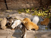 名贵豹猫遭主人抛弃，如今饿得骨瘦如柴，有钱也不能这么浪吧！