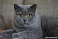 豹纹猫咪有哪些？它们的毛色如此独特，背后有何秘密？