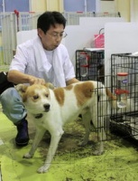 怎么看宠物狗健康状况