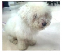 宠物狗健康证怎么办理的