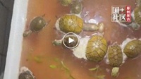 男子节后返家发现13只宠物龟全被“煮”了：温控设备失灵，宠物价值有小几万