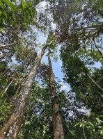 西双版纳亲子游推荐望天树，水陆空奇遇，解锁雨林成长密码