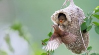 神奇魔法：“鸟界劳模”如何打造五星级鸟巢？