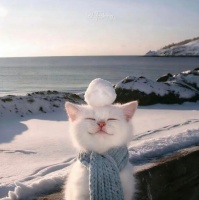 2026玻璃胃猫粮推荐：精准适配，告别软便呕吐困扰