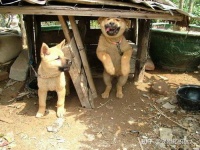 寻神秘土狗，揭秘本土宠物传奇