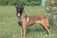 柯基性格温顺还是烈性？