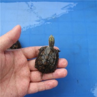 小乌龟怎么养？乌龟养殖技术技术知识介绍！